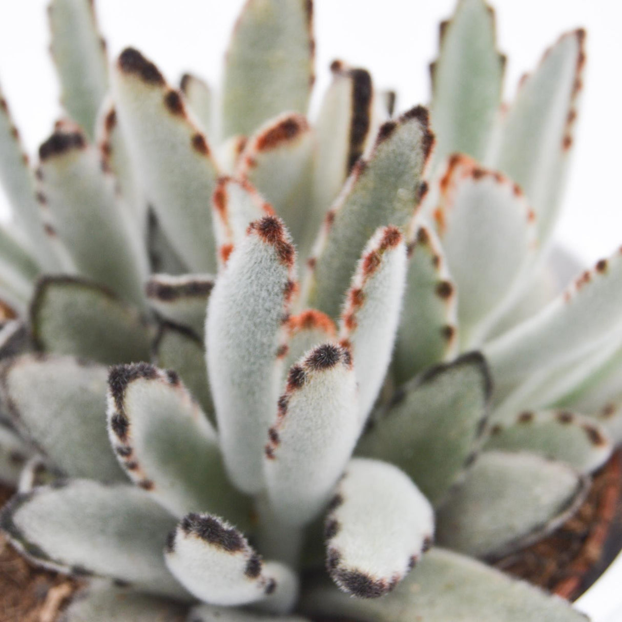 Kalanchoe tomentosa - 10,5cm