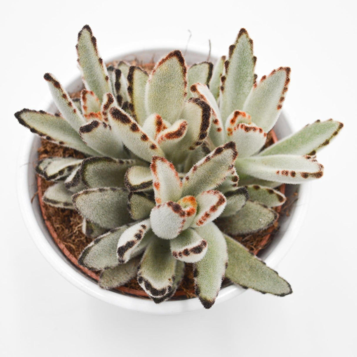 Kalanchoe tomentosa - 10,5cm