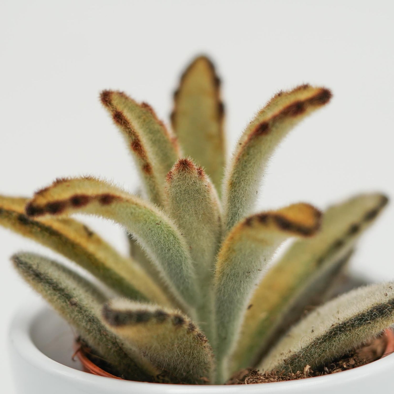 Kalanchoe tomentosa Chocolate Soldier - 6cm