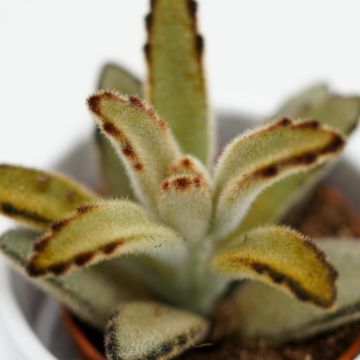 Kalanchoe tomentosa Chocolate Soldier - 6cm