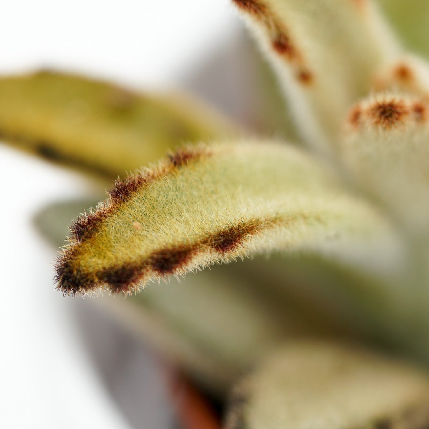 Kalanchoe tomentosa Chocolate Soldier - 9cm