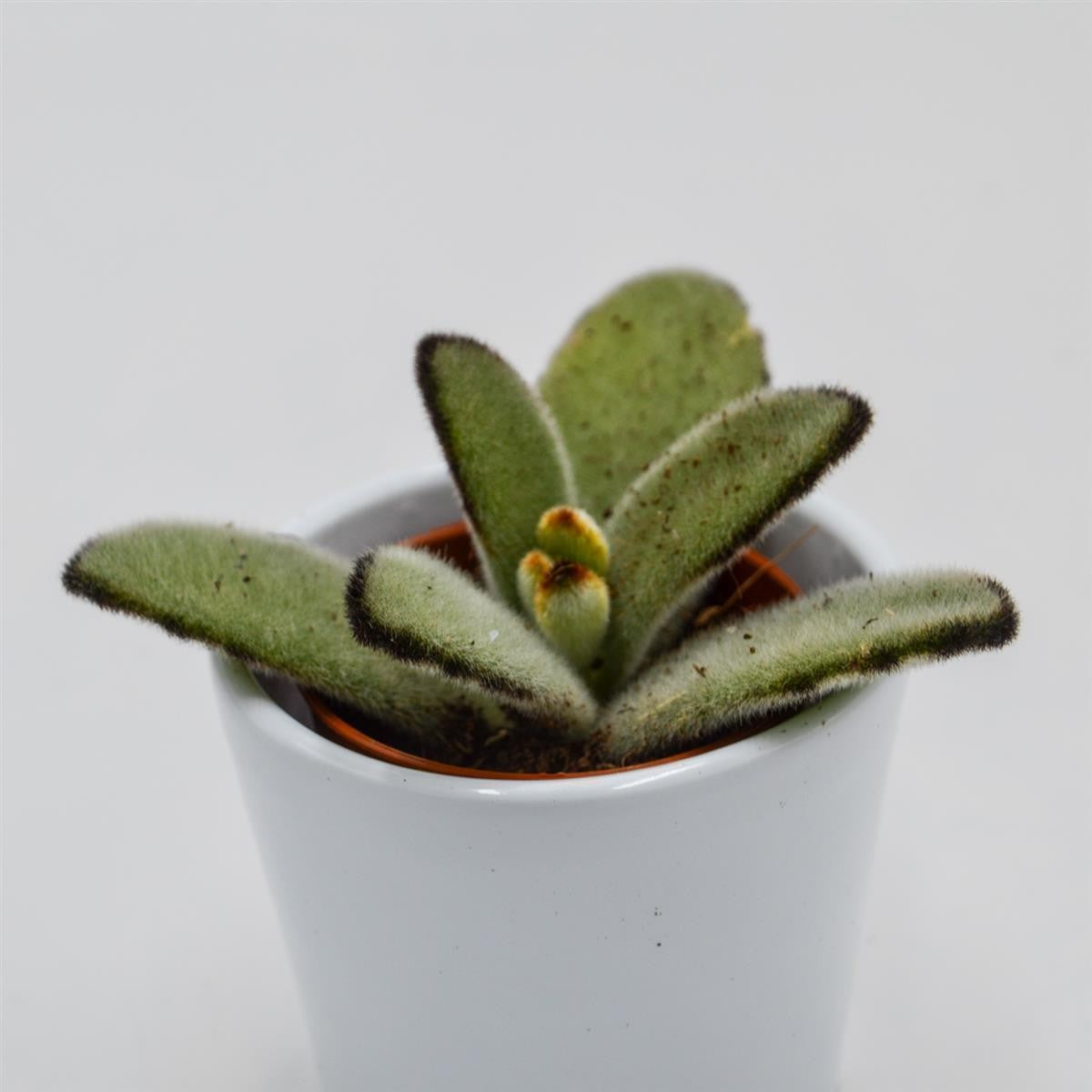Kalanchoe tomentosa Jumbo - 5,5cm
