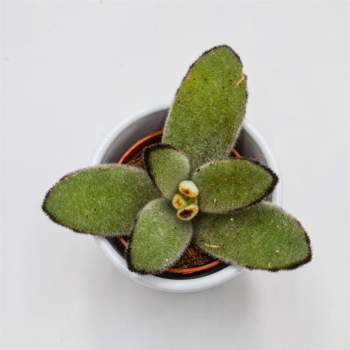 Kalanchoe tomentosa Jumbo - 5,5cm