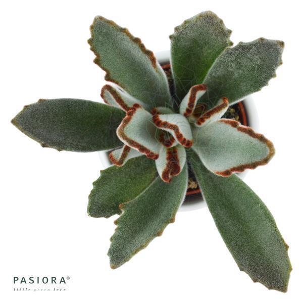 Kalanchoe tomentosa - 6cm