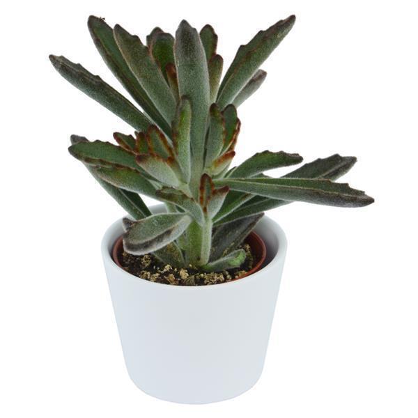Kalanchoe tomentosa Rubra - 6cm