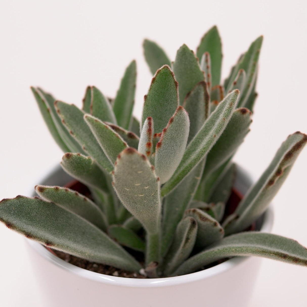Kalanchoe tomentosa - 10,5cm