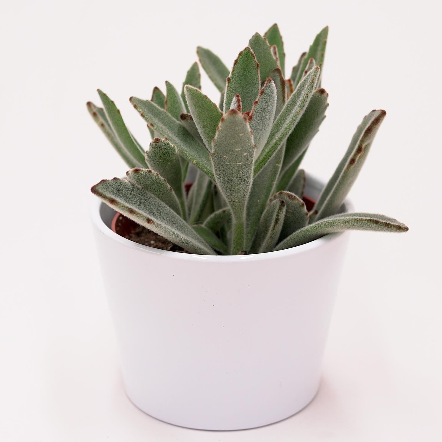 Kalanchoe tomentosa - 10,5cm