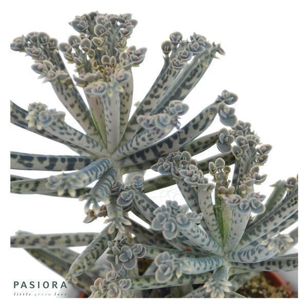 Kalanchoe tubiflora - 6cm