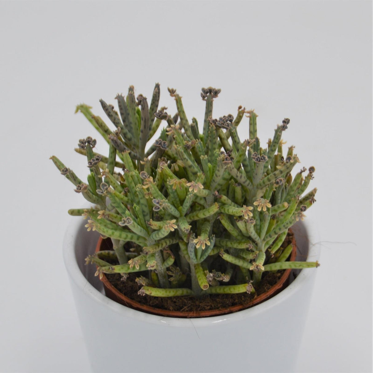 Kalanchoe tubiflora - Pulk - 8,5cm