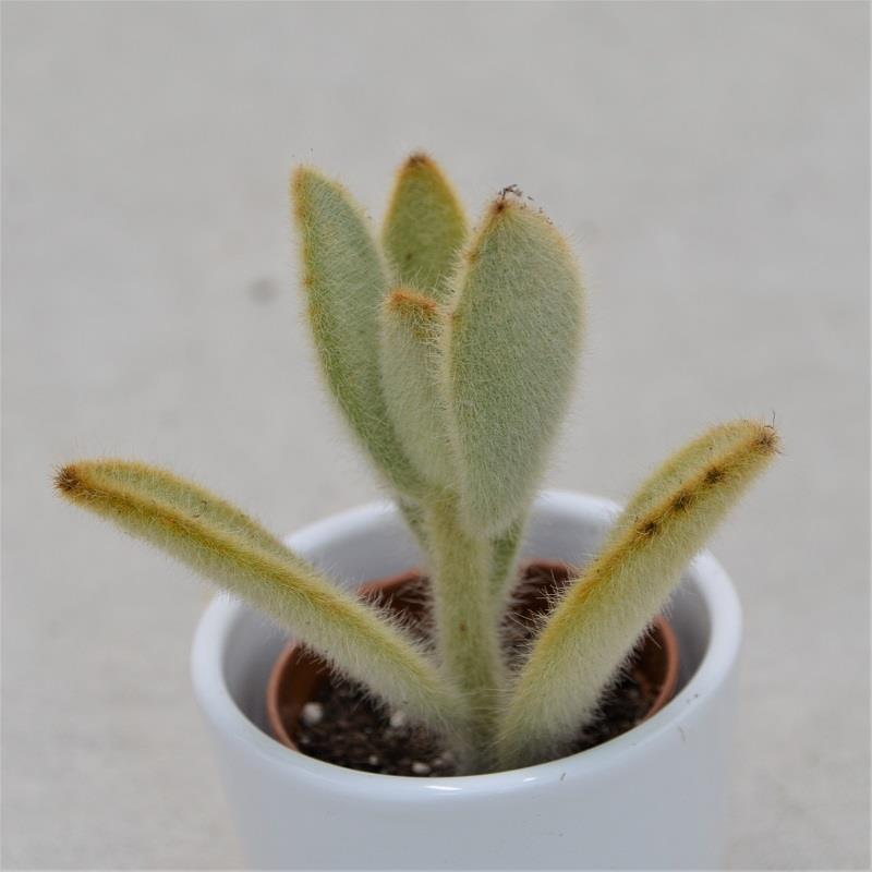 Kalanchoe villosa - 6,5cm