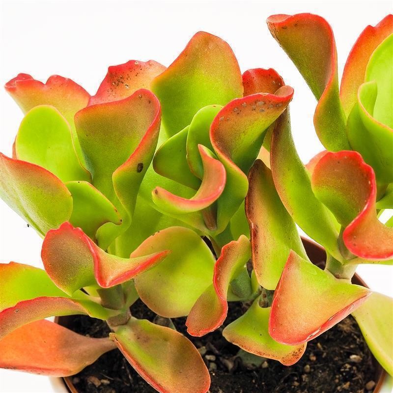 Kalanchoe Vivien - 13cm