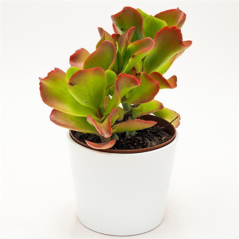 Kalanchoe Vivien - 13cm