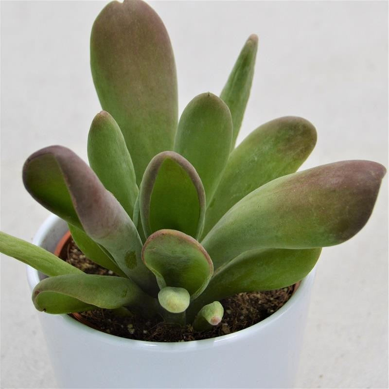 Kalanchoe Lady Finger - 10,5cm
