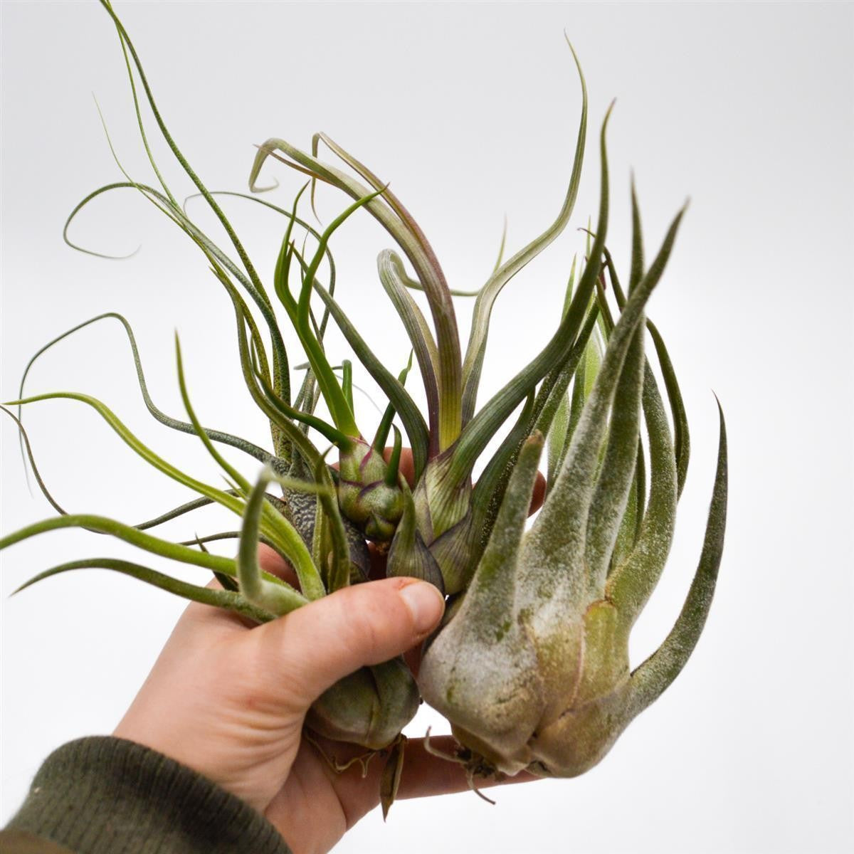 Knollenförmige Tillandsia, 5 Stück