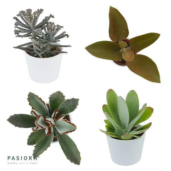 Konnichiwa Kalanchoe, 5 Stück