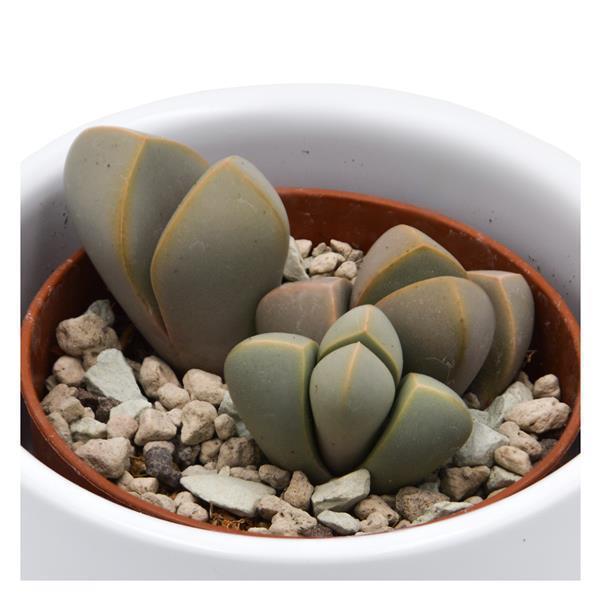 Lapidaria margaretae - 5,5cm