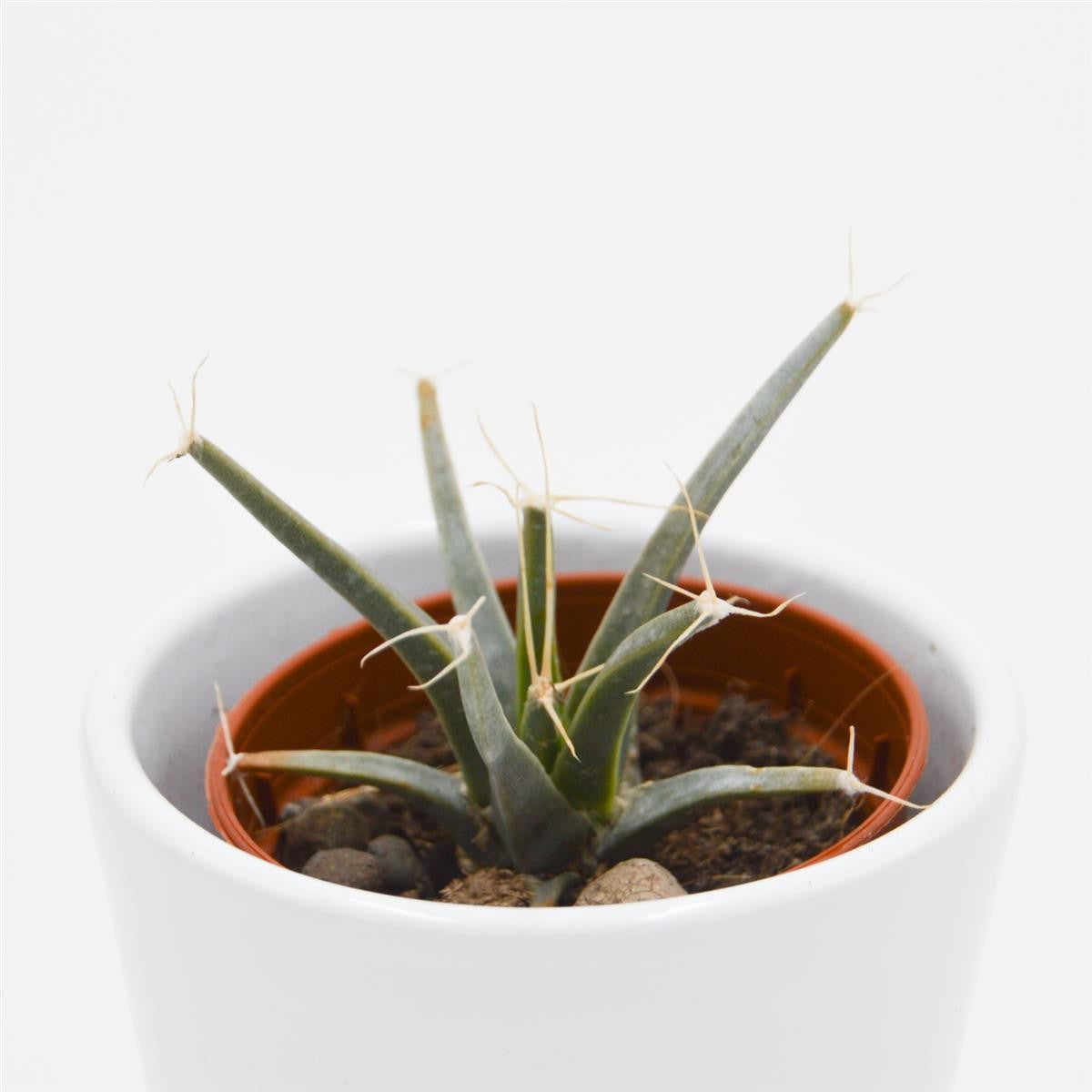Leuchtenbergia principis (Agaven-Kaktus) - 5,5cm