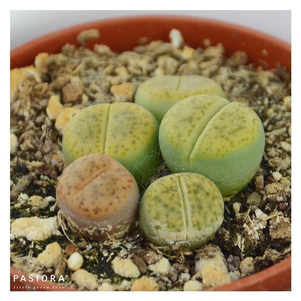 Lithops ssp. - 5,5cm