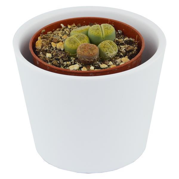 Lithops ssp. - 5,5cm
