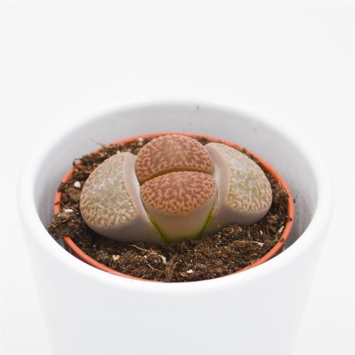 Lithops ssp. - 5,5cm
