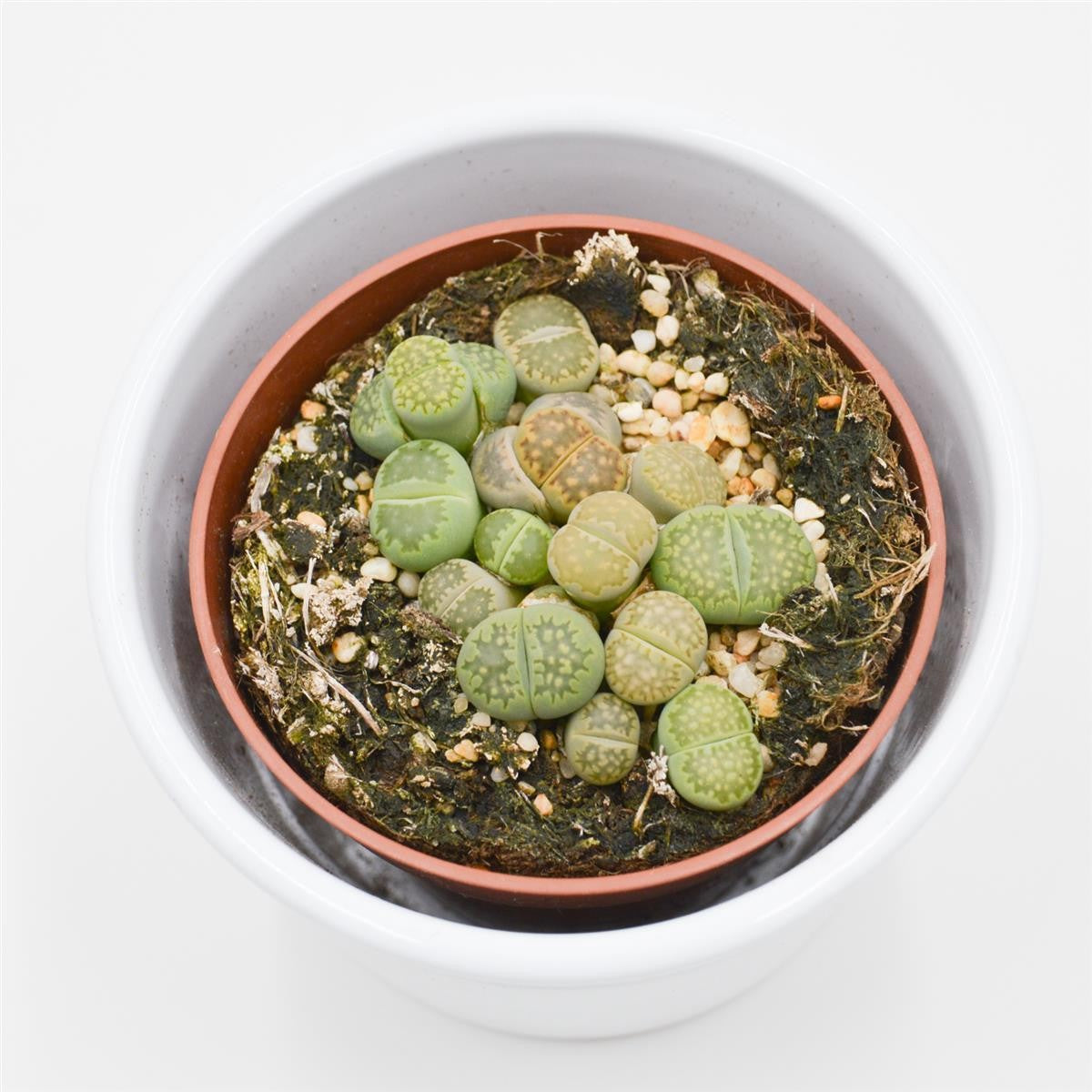 Lithops ssp. - 8,5cm