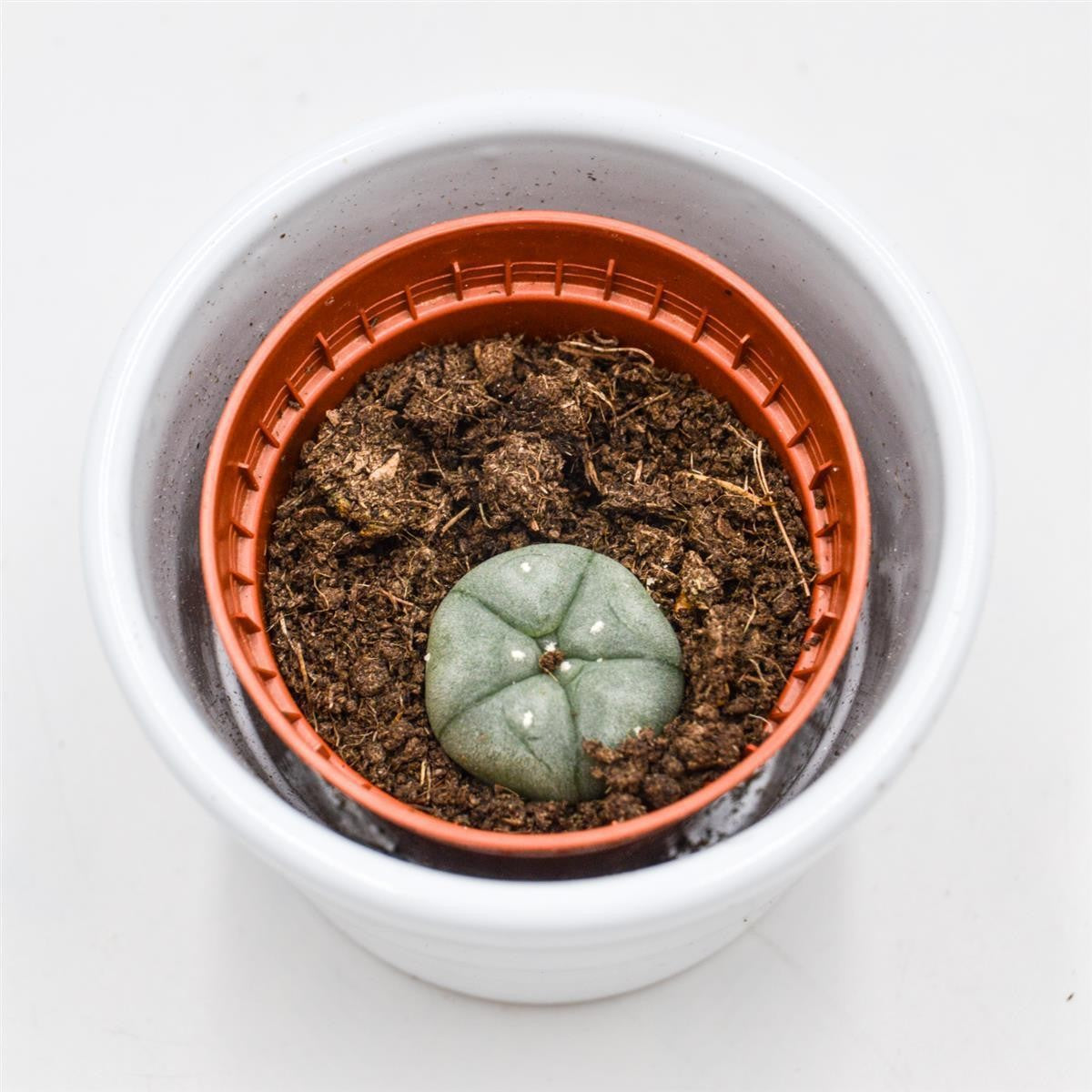 Lophophora williamsii (Peyote Kaktus) - 5,5cm