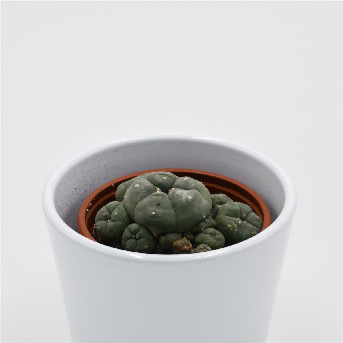 Lophophora williamsii Cluster (Peyote Kaktus) - 8,5cm