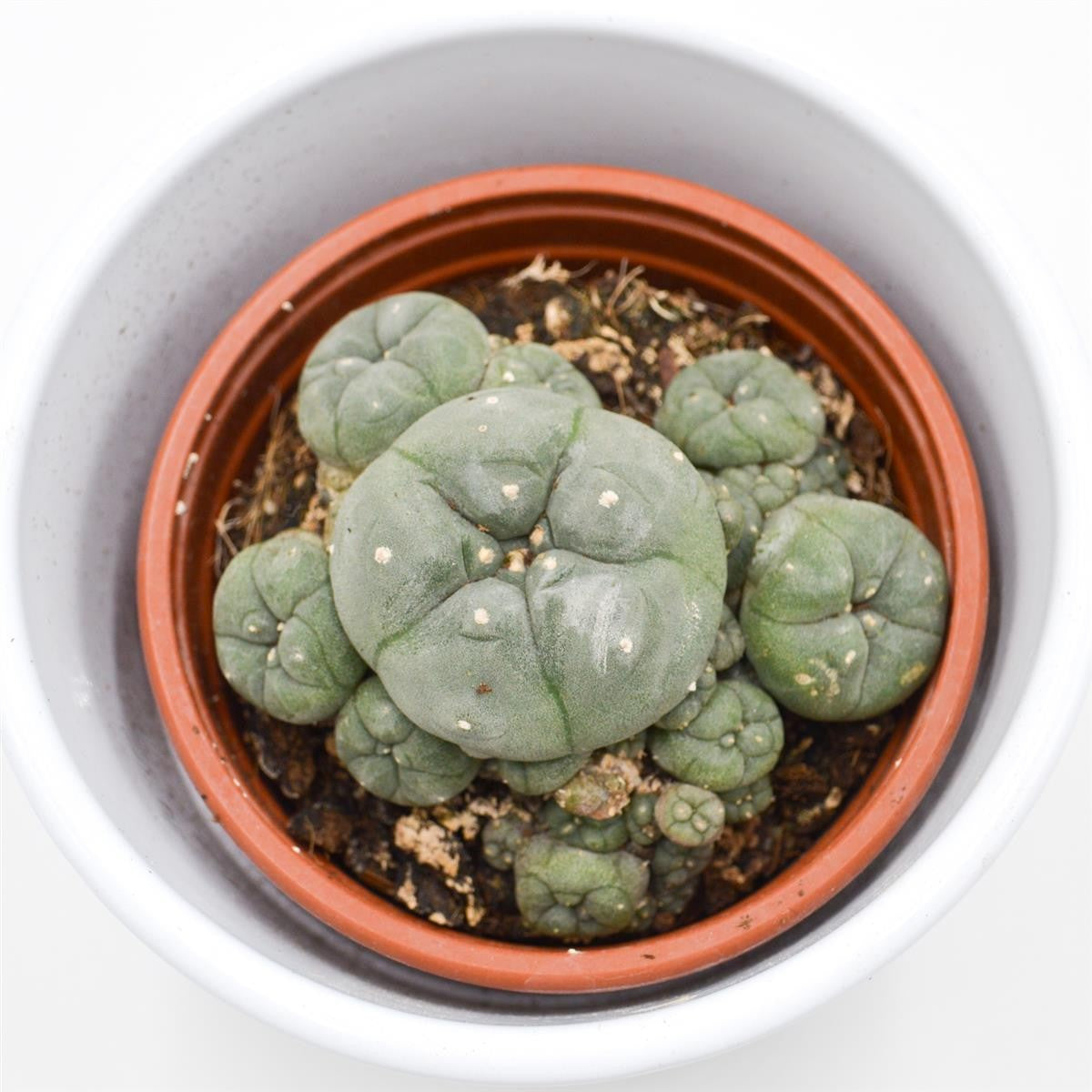 Lophophora williamsii Cluster (Peyote Kaktus) - 8,5cm