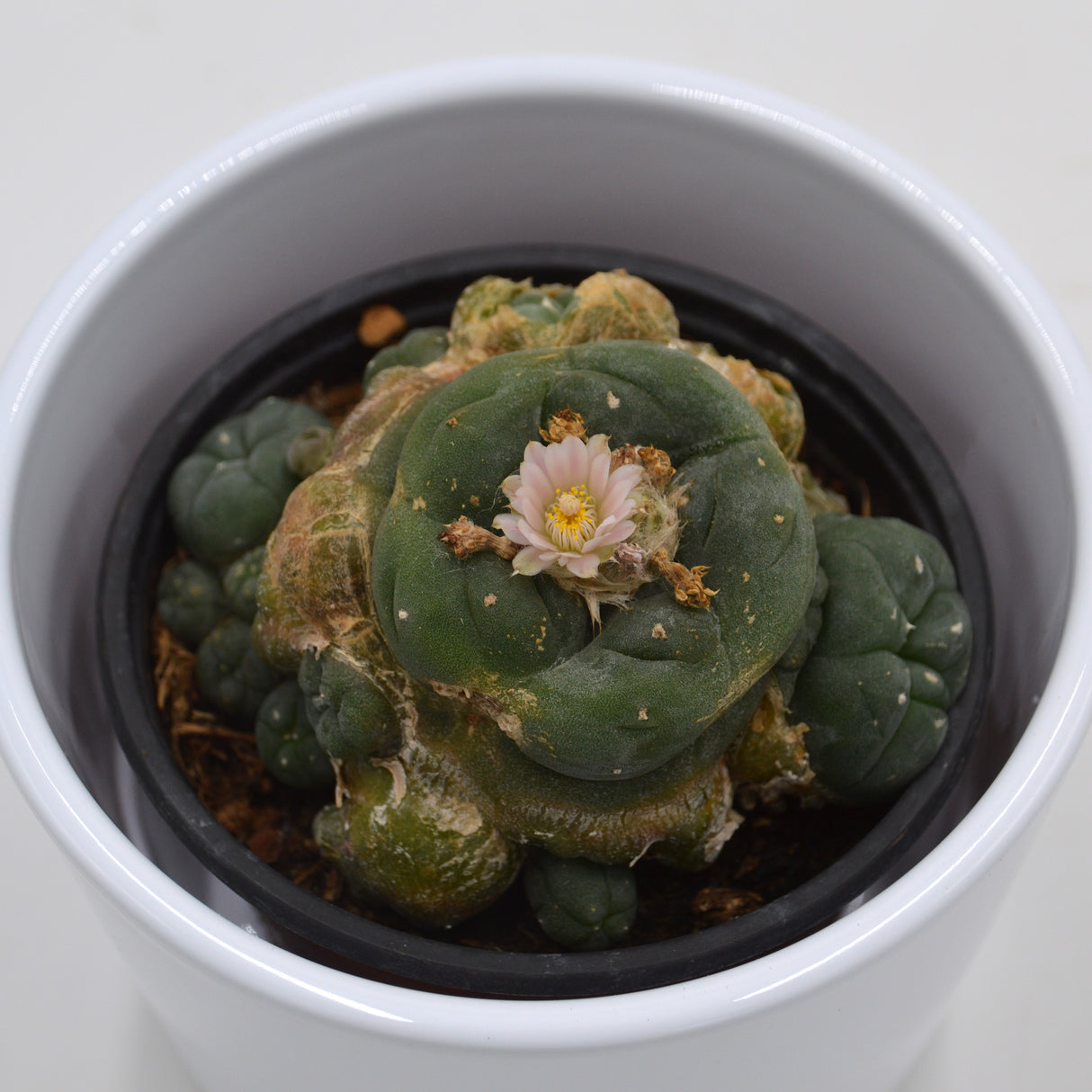 Lophophora williamsii Cluster (Peyote Kaktus) - 8,5cm