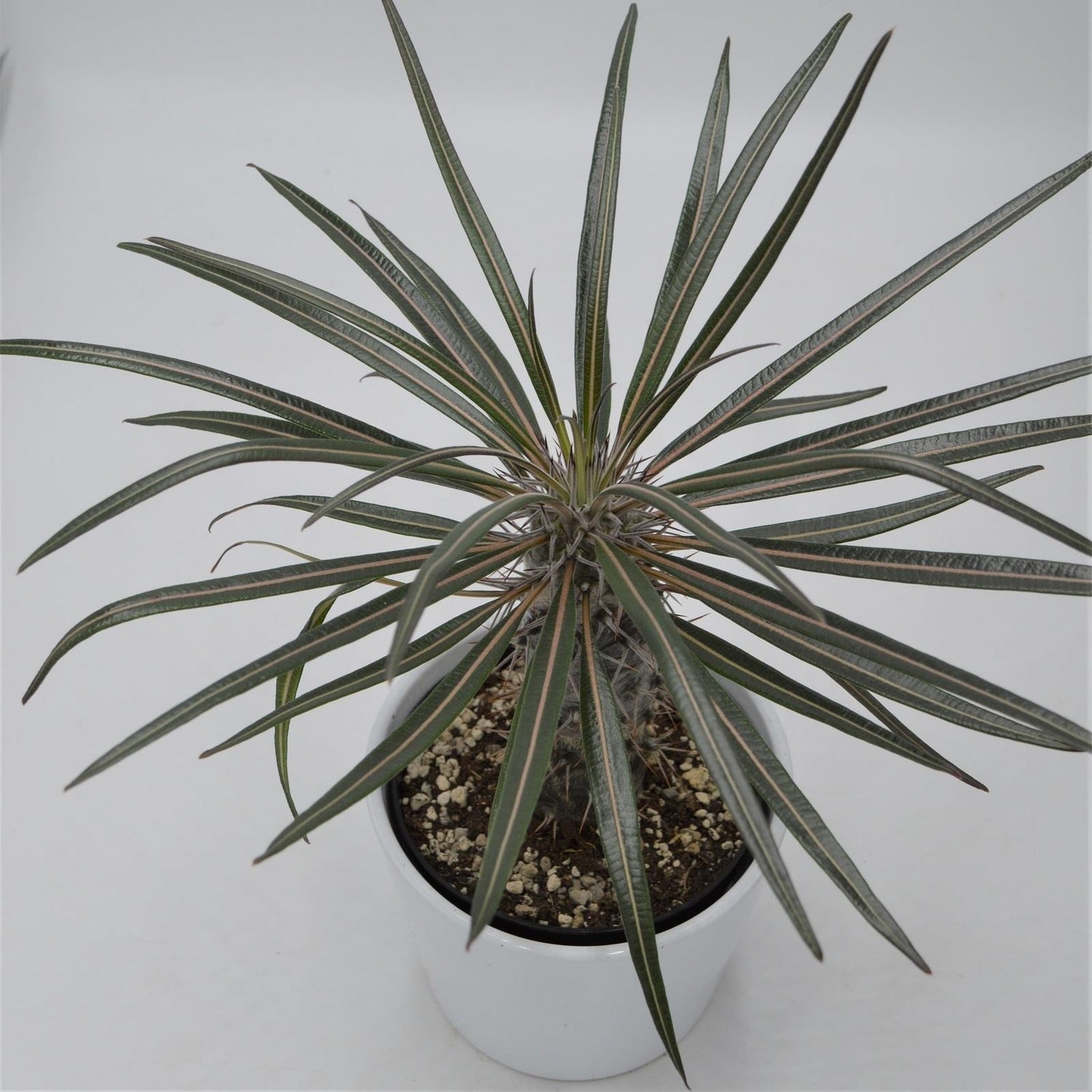 Pachypodium geayi - 12cm