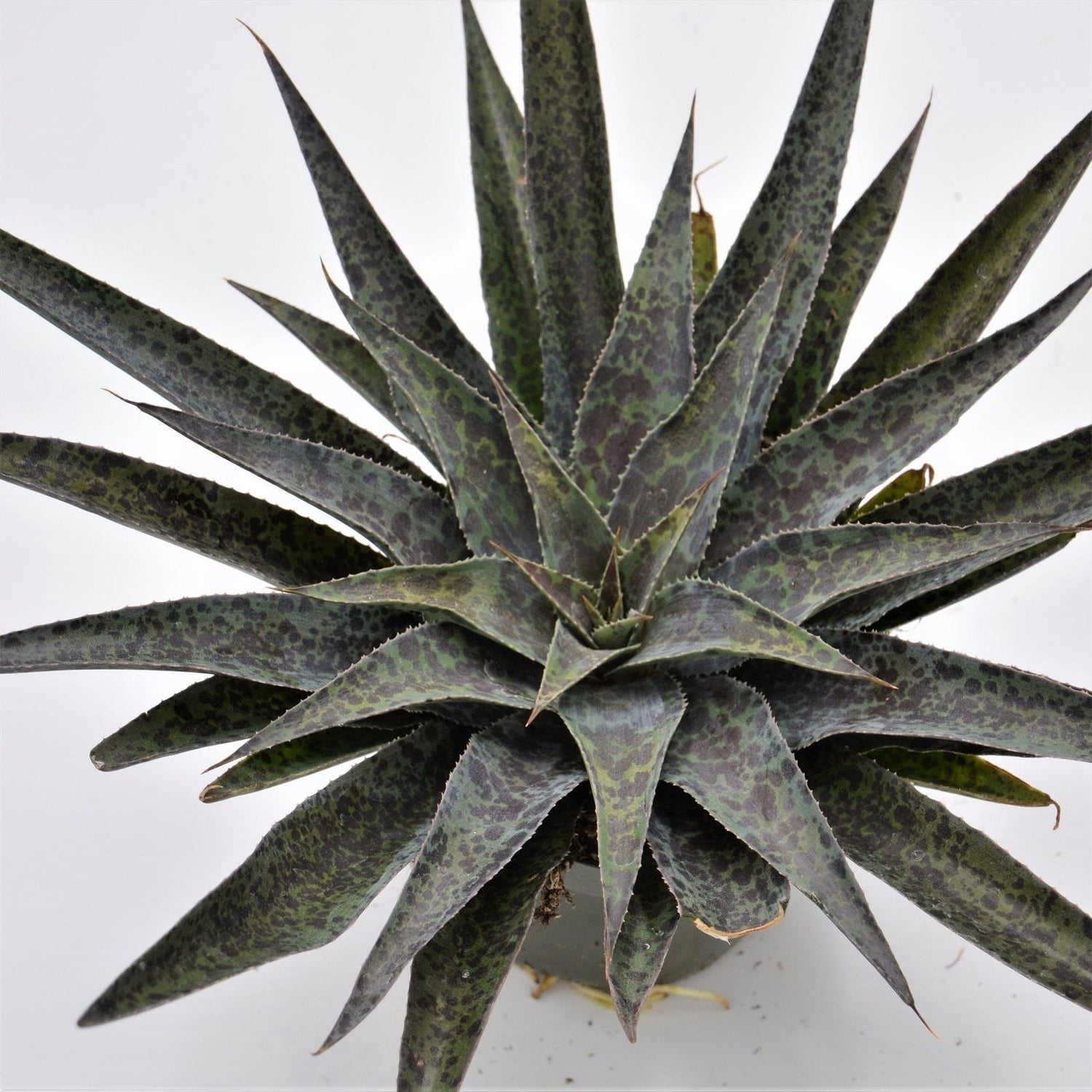 x Mangave Moonglow - 13cm