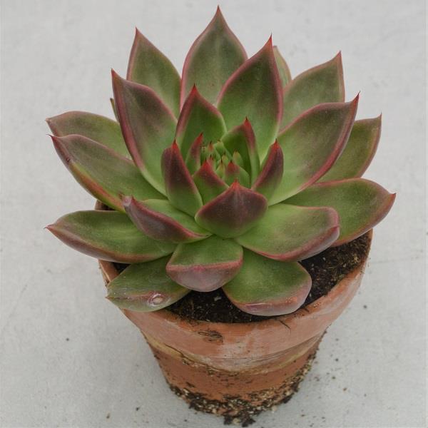 Echeveria agavoides Mars - 13cm im Tontopf