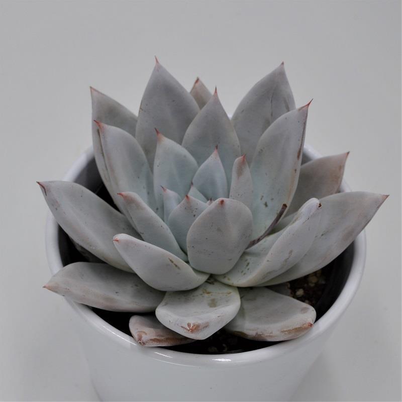 Echeveria Mexican Giant - 10,5cm