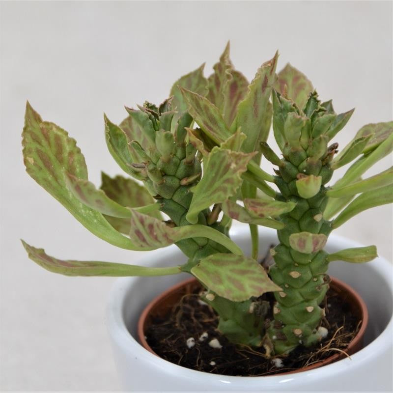 Euphorbia neostapelioides - 5,5cm