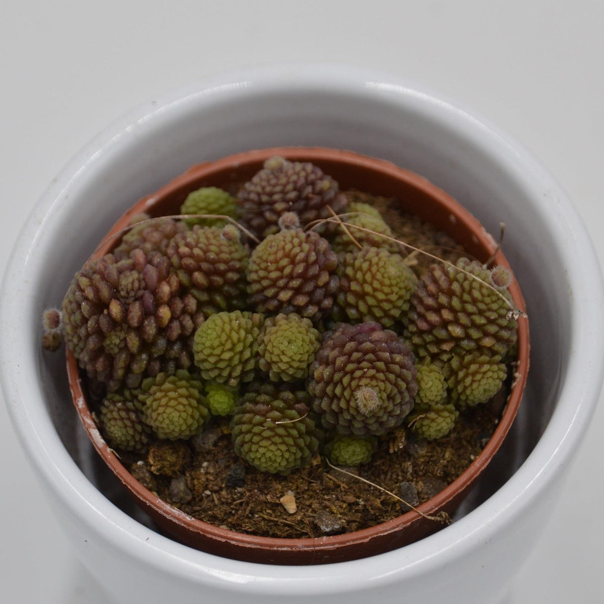 Monanthes polyphylla - 5,5cm