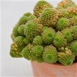 Monanthes polyphylla - 5,5cm