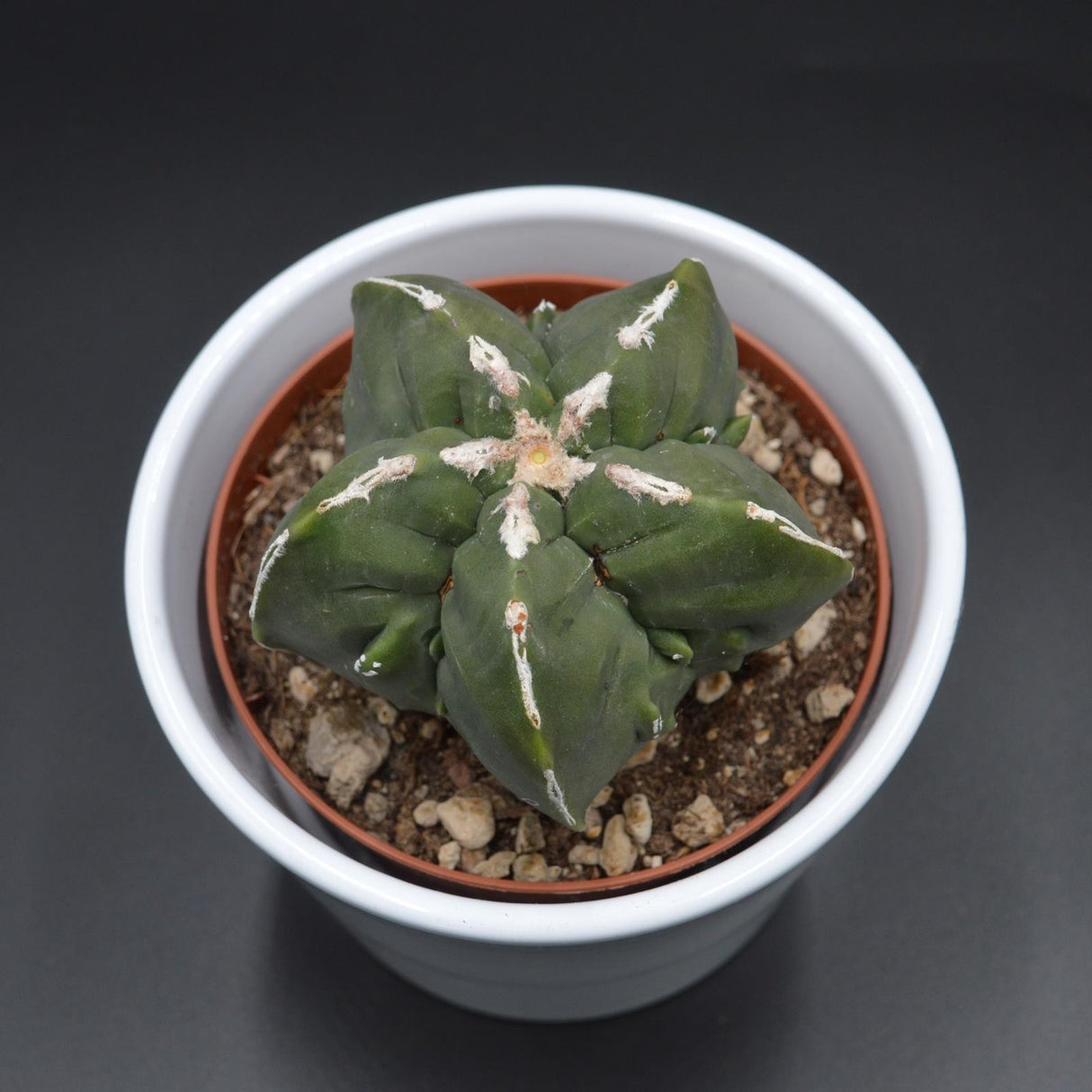 Astrophytum myriostigma f. nuda f. monstrose - 10,5cm