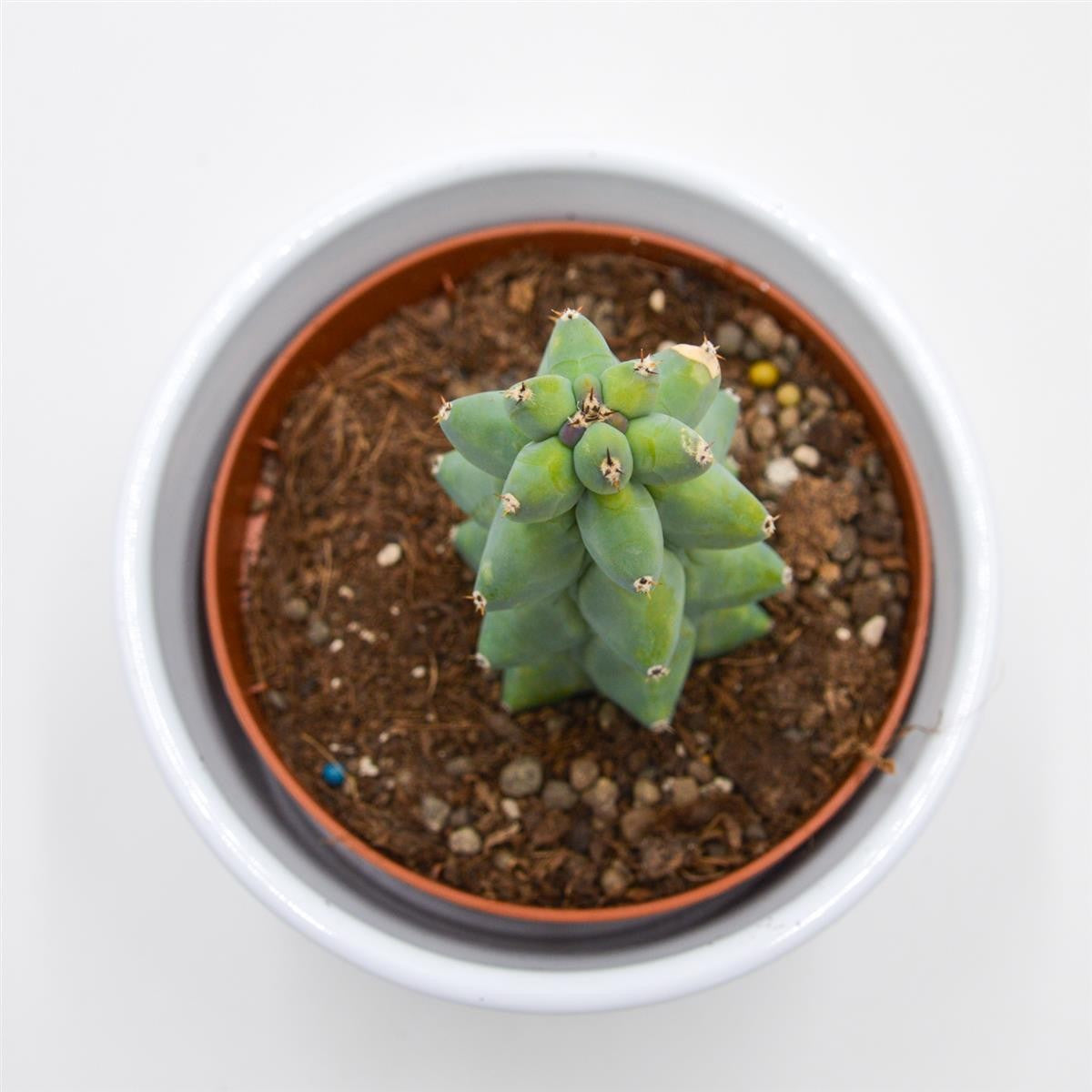 Myrtillocactus geometrizans Fukurokuryuzinboku / Boobie Cactus - 10,5cm