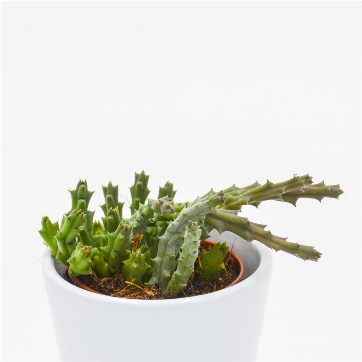 Orbea variegata - 5,5cm