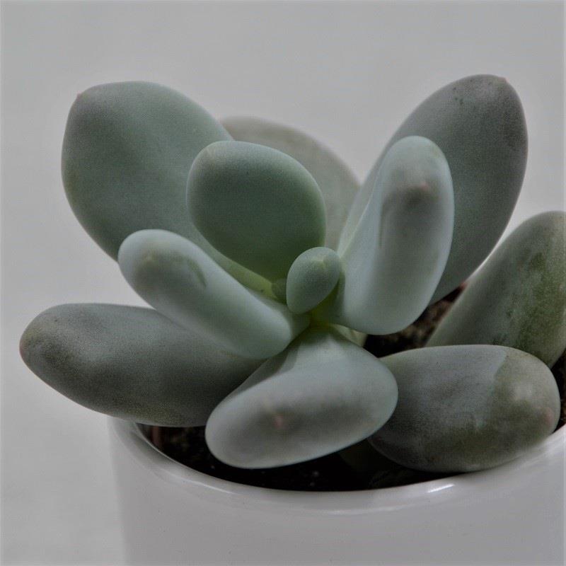 Pachyphytum oviferum - 6cm