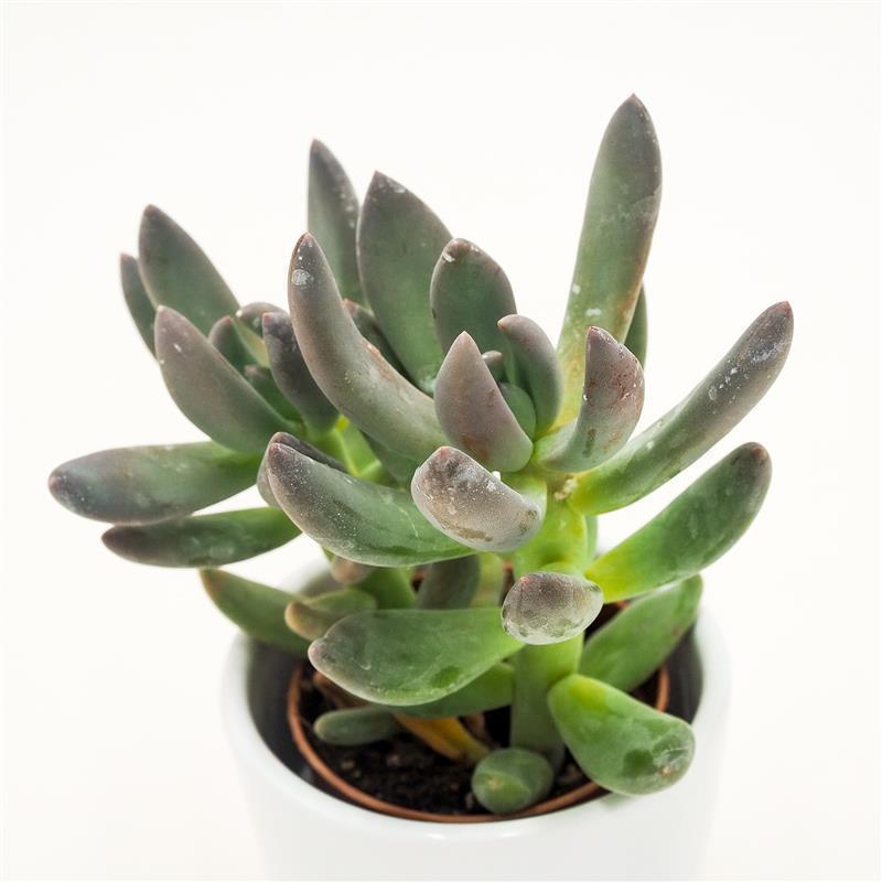 x Pachyveria Blue Mist - 5,5cm