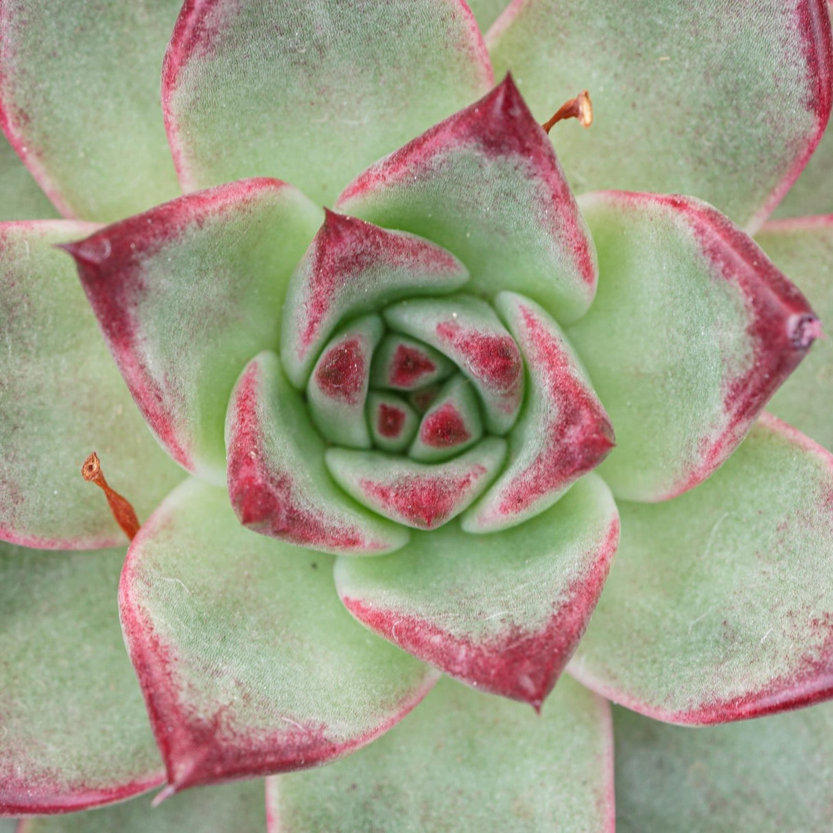 Echeveria Electra - 10,5cm