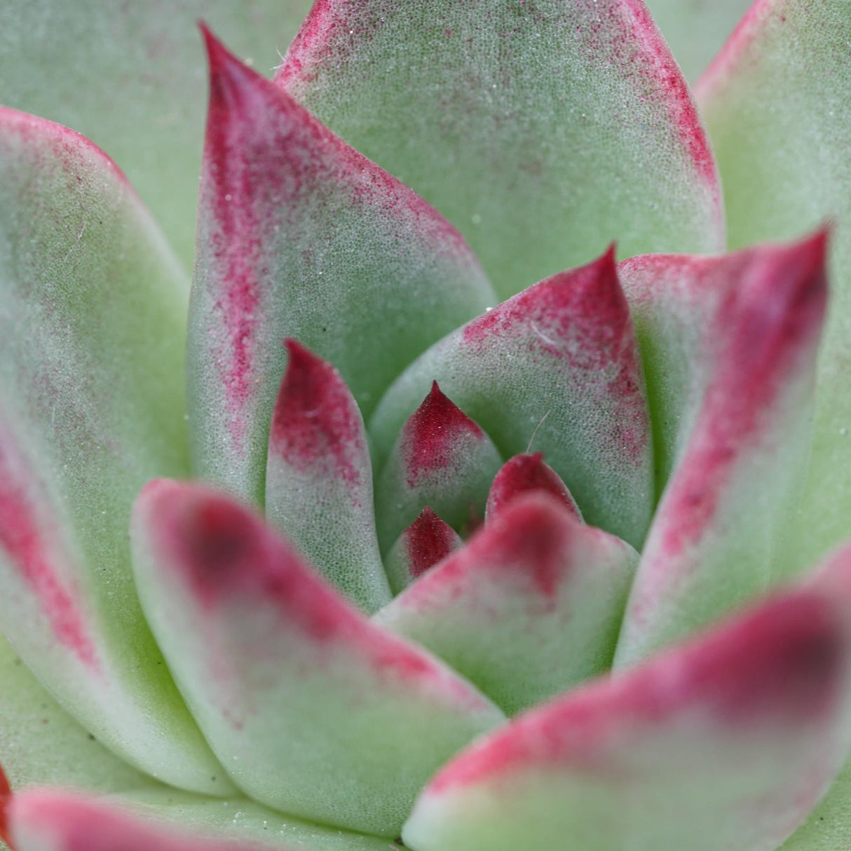 Echeveria Electra - 10,5cm