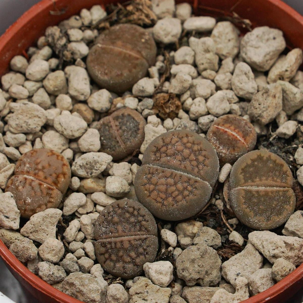 Lithops ssp. - 5,5cm