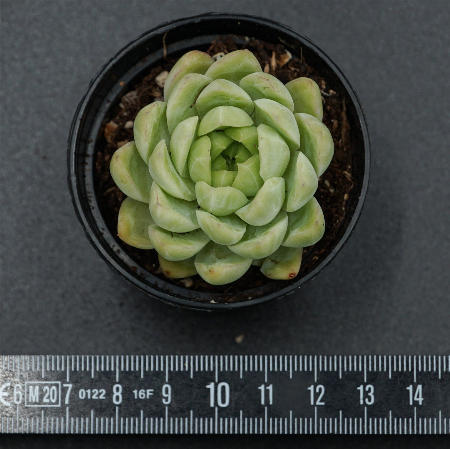 Echeveria Malgan x Queen