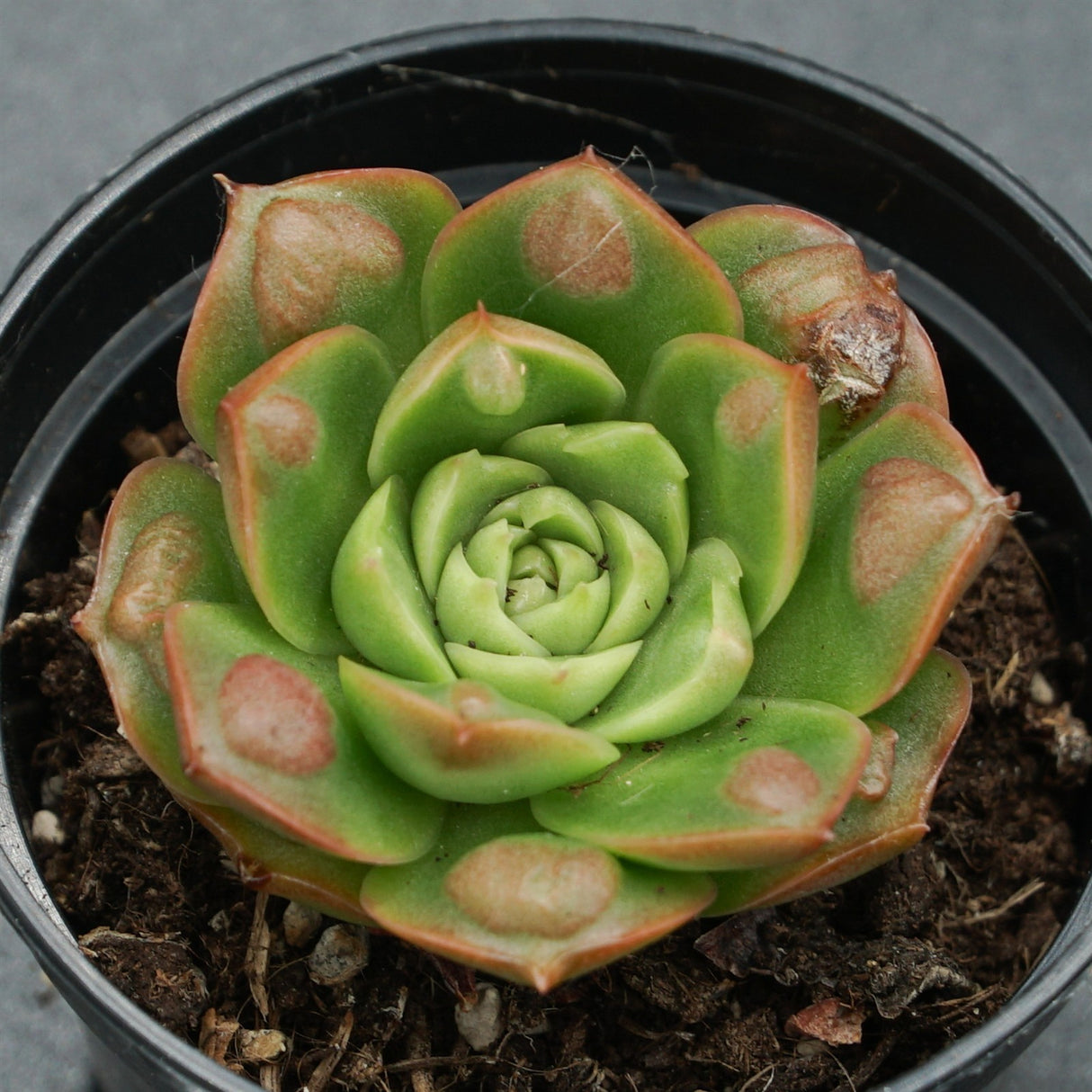 Echeveria longissima var. Bumps