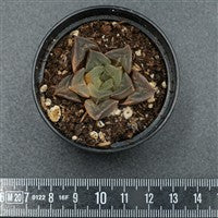 Haworthia mutica f. variegata