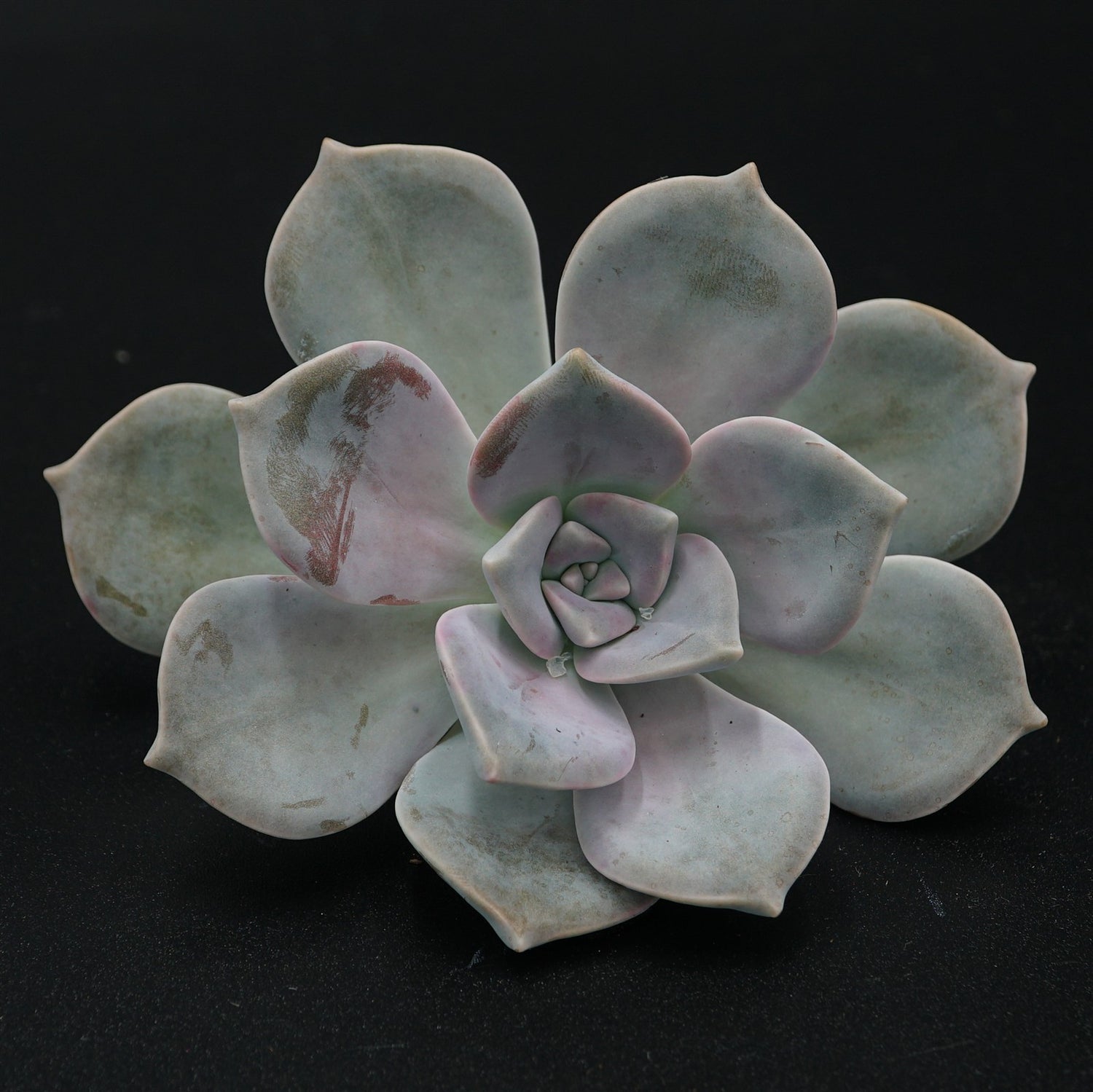 Graptopetalum Steckling