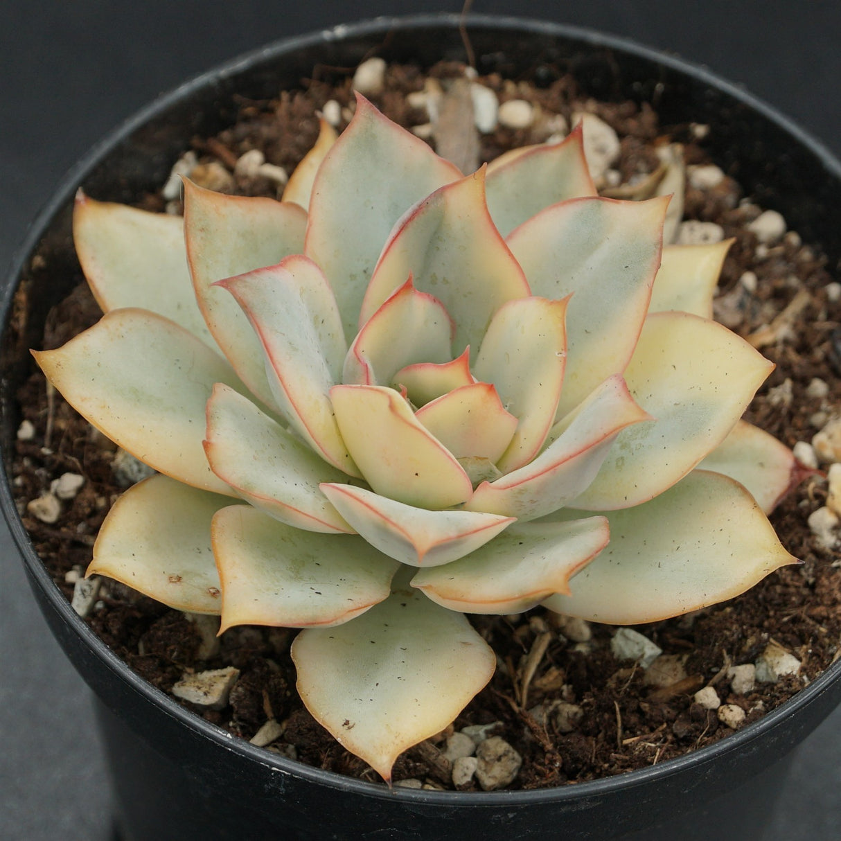 Echeveria Moon Goddes f. variegata