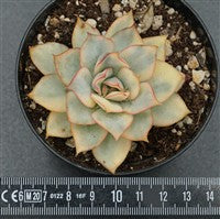 Echeveria Moon Goddes f. variegata